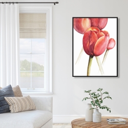 Framed 36 x 48 - Blossoming tulips closeup