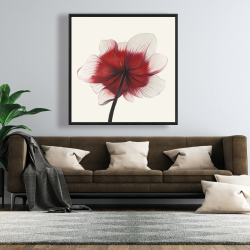 Framed 48 x 48 - Anemone red flower