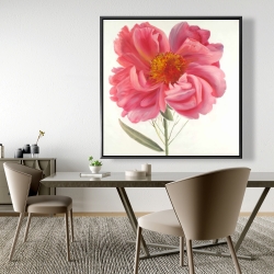 Encadré 48 x 48 - Fleur de pivoine rose