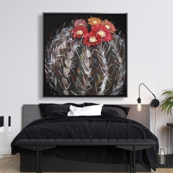 Encadré 48 x 48 - Cactus mammillaria en fleur