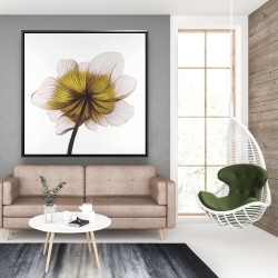 Framed 48 x 48 - Beautiful anemone yellow flower