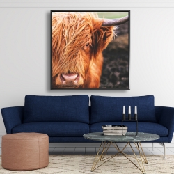 Encadré 48 x 48 - Vache highland portrait