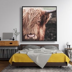 Framed 48 x 48 - Desaturated highland cow