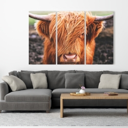 Toile 40 x 60 - Vache highland portrait