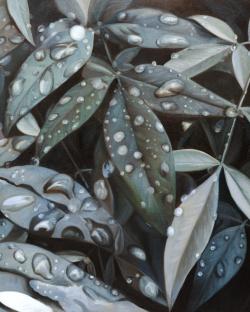 Leaves after rain