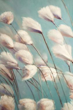 Cotton grass flowers in the wind