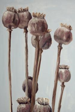 Sepia poppy head plants