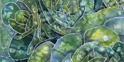 Abstract succulents