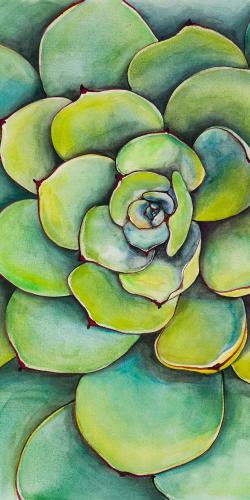 Watercolor succulent plant