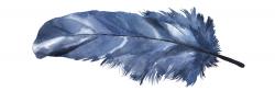 Plume bleue