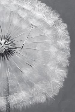 Dandelion puff ball