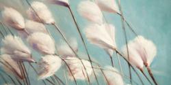 Cotton grass flowers in the wind