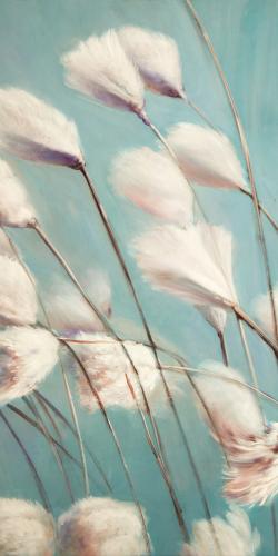 Cotton grass flowers in the wind