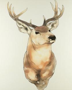 Portrait de cerf