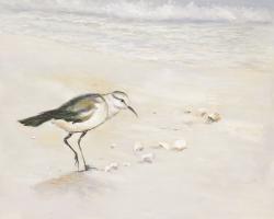 Semipalmated sandpiper on the beach