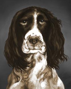 Brown english springer spaniel