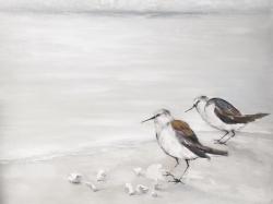 Two sandpipiers birds