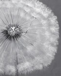 Dandelion puff ball