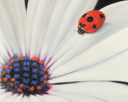 Marguerite blanche et coccinelle