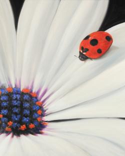 Marguerite blanche et coccinelle