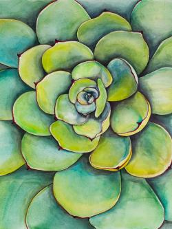 Watercolor succulent plant