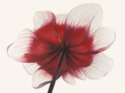 Fleur anémone rouge