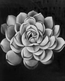 Black and white succulent