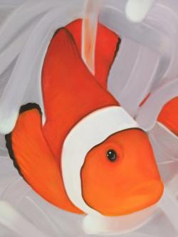 Clownfish under the sea