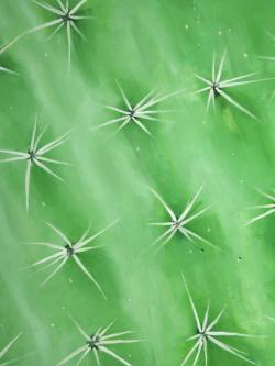 Gros plan d'un cactus