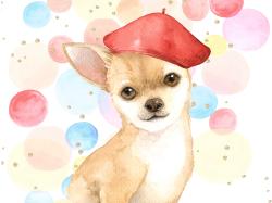 Chihuahua dog artist