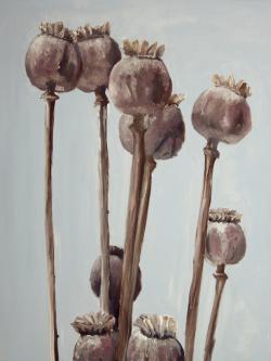 Sepia poppy head plants