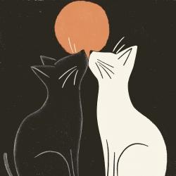 Chats noirs et blancs