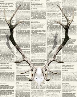 Bois de cerf sur papier journal