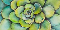 Watercolor succulent plant