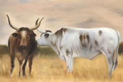 Nguni herd