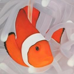 Clownfish under the sea