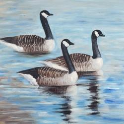 Canada geese in water