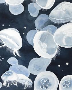 Jellyfishs