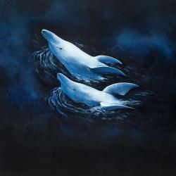 Two swimming dolphins