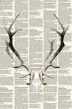 Bois de cerf sur papier journal