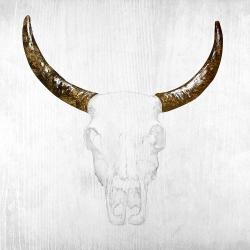 Bull skull with brown horns