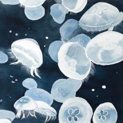 Jellyfishs