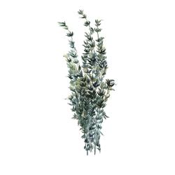 Thyme leaves bundle