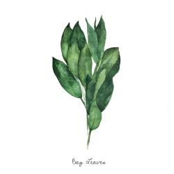 Bay leaves bundle -en