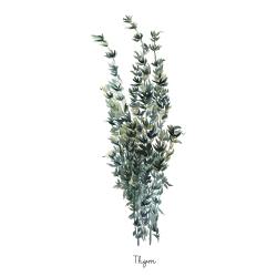 Thyme leaves bundle - fr