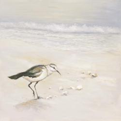 Semipalmated sandpiper on the beach