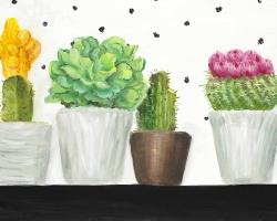 Mini cactus et succulents