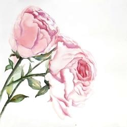 Watercolor pink roses