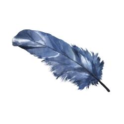 Plume bleue