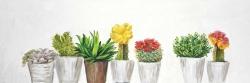 Petit pots cactus et succulents